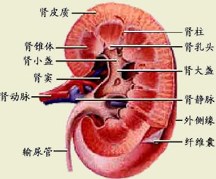 肾结石症状表现一般都会出现哪些?