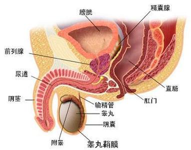 苏州尿道炎的典型症状是什么