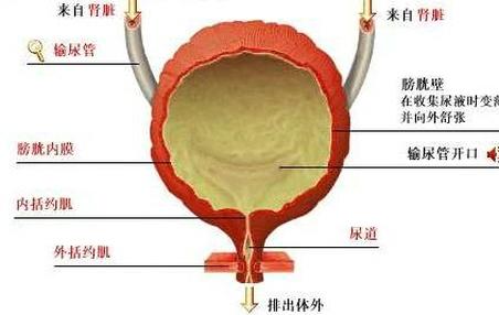 膀胱炎对男性有什么危害呢