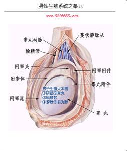 “附睾炎是怎么引起的