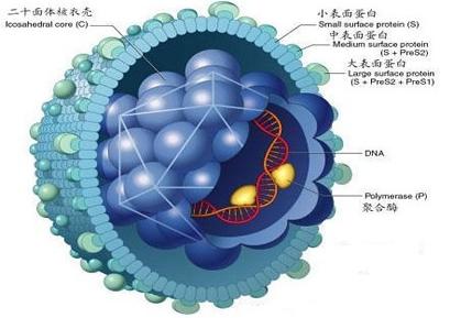 尖锐湿疣的危害是是什么