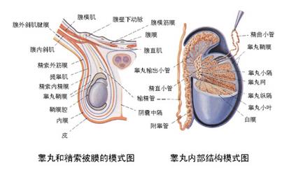 睾丸炎会带来什么危害