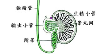 急性附睾炎有哪些症状表现