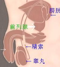 前列腺肥大与长时间憋尿关系密切