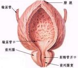 前列腺结石会影响男性生育吗