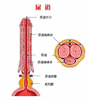 患有尿道炎时会有什么症状