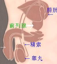 医生讲述前列腺肥大的症状表现