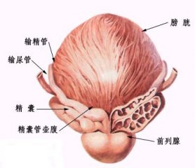 苏州男科医院治疗前列腺囊肿！