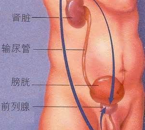 苏州男性前列腺囊肿有哪些主要表现？
