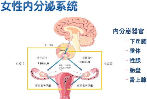 女性朋友们内分泌失调原因是什么