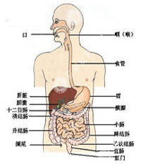 直肠炎的症状有哪些