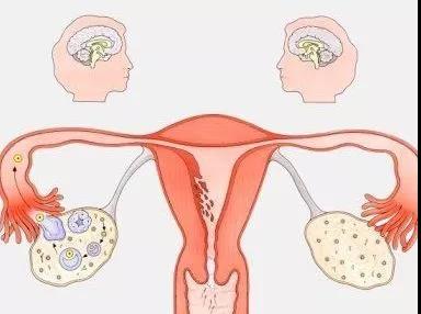 你的子宫内膜容易受孕吗