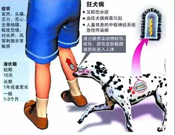 注意狂犬病